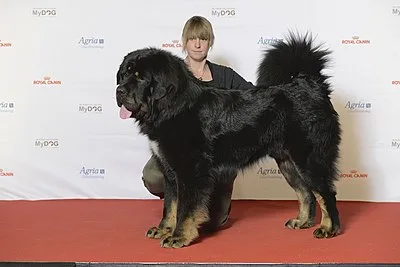 Tibetan Mastiff - Giant dog breed