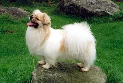 Tibetan Spaniel - Small dog breed