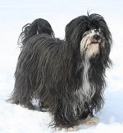 Tibetan Terrier - Medium dog breed