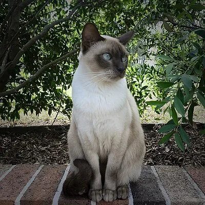 Tonkinese Longhair - Medium cat breed