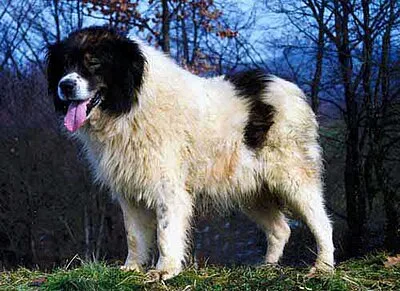 Tornjak - Large dog breed