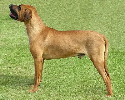 Tosa Inu - Giant dog breed