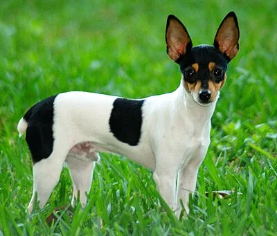 Toy Fox Terrier - Toy dog breed