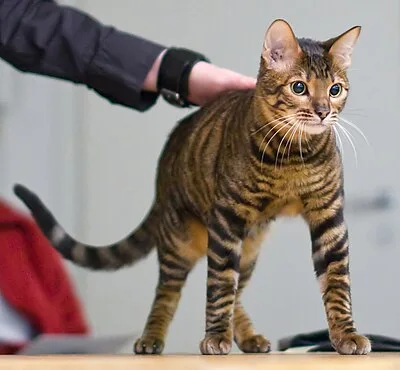 Toyger - Medium cat breed