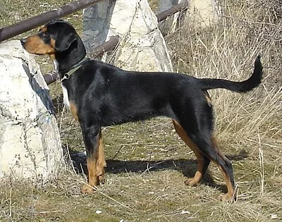 Transylvanian Hound - Medium-Large dog breed