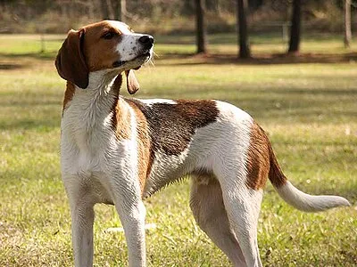 Treeing Walker Coonhound - Large dog breed