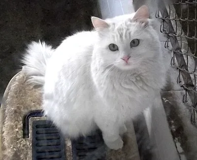 Turkish Angora - Medium cat breed