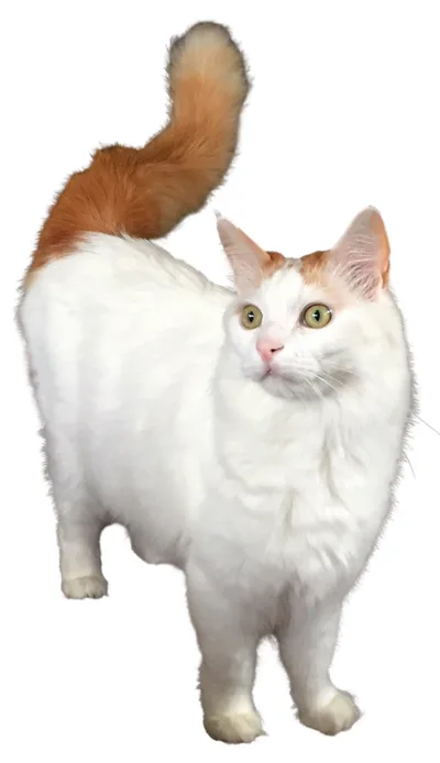 Turkish Van - Large cat breed
