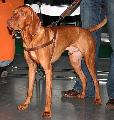 Vizsla - Medium-Large dog breed