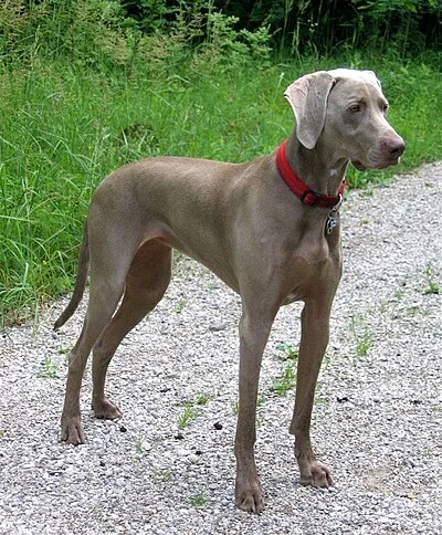 Weimaraner - Large dog breed