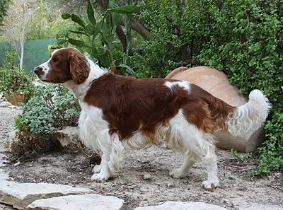 Welsh Springer Spaniel - Medium dog breed