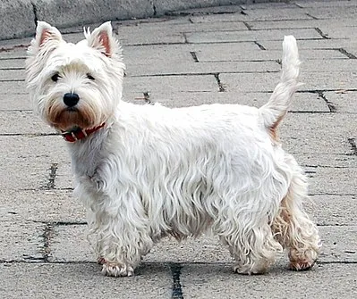 West Highland White Terrier - Small dog breed