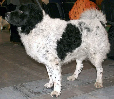 Wetterhoun - Medium-Large dog breed