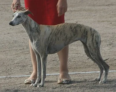 Whippet - Medium dog breed