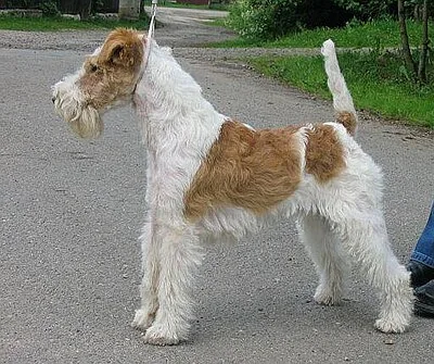 Wire Fox Terrier - Small dog breed