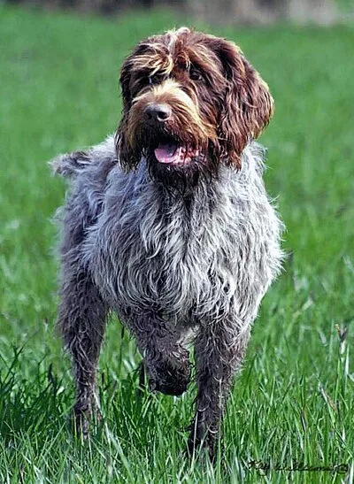 Wirehaired Pointing Griffon - Medium-Large dog breed