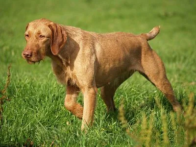Wirehaired Vizsla - Large dog breed