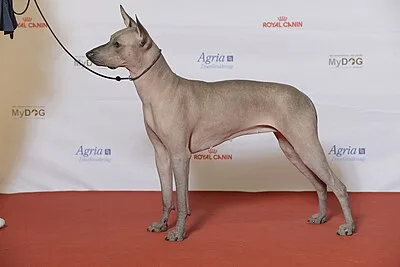 Xoloitzcuintli - Varies dog breed