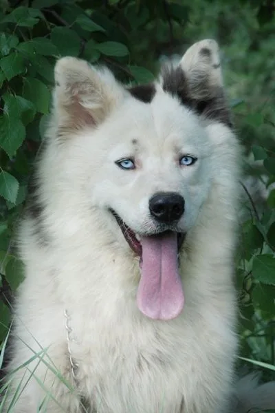 Yakutian Laika - Medium dog breed